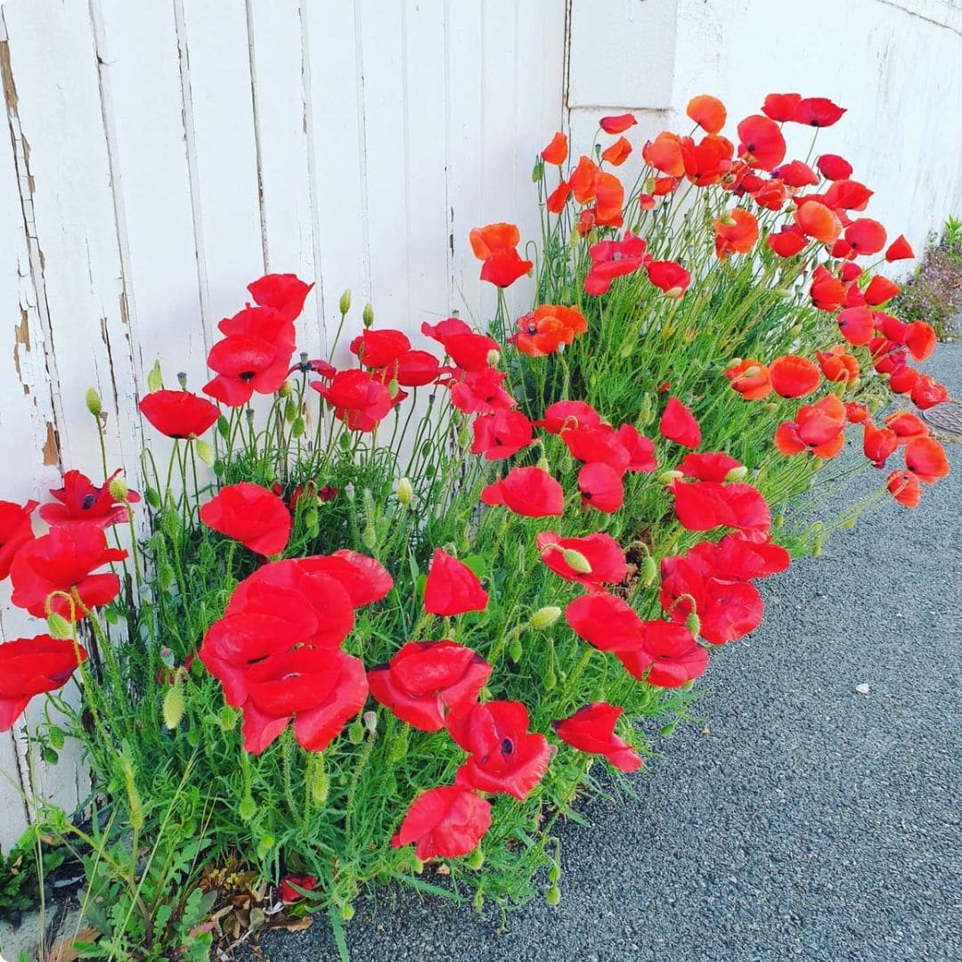 Approche Xin Li — dimension psycho-émotionnelle en MTC